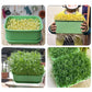 Stackable Bean Sprout Growing Box（50% OFF）