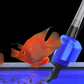 🎉 LIMITED TIME 50% OFF! 🐠 Electric Suction Aquarium Water Changer Filter Cleaner – Powerful Suction, Integrated Filtration & User-Friendly Operation ✨