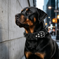 🎉 LIMITED TIME 50% OFF! 🐕 Spiked PU Leather Dog Collar – Anti-Bite Design, Premium PU Leather & Heavy-Duty D-Ring ✨