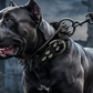 🎉 LIMITED TIME 50% OFF! 🐕 Spiked PU Leather Dog Collar – Anti-Bite Design, Premium PU Leather & Heavy-Duty D-Ring ✨