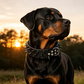 🎉 LIMITED TIME 50% OFF! 🐕 Spiked PU Leather Dog Collar – Anti-Bite Design, Premium PU Leather & Heavy-Duty D-Ring ✨