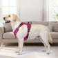 🐕 50% OFF! ✨ Outdoor Heavy-Duty Dog Vest Harness – Ergonomic No-Pull Chest Design, Multi-Point Adjustment & Breathable Mesh Lining – Climbing-Grade Buckles with Control Handle for Safe Walks 🦮