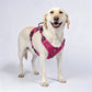 🐕 50% OFF! ✨ Outdoor Heavy-Duty Dog Vest Harness – Ergonomic No-Pull Chest Design, Multi-Point Adjustment & Breathable Mesh Lining – Climbing-Grade Buckles with Control Handle for Safe Walks 🦮