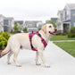 🐕 50% OFF! ✨ Outdoor Heavy-Duty Dog Vest Harness – Ergonomic No-Pull Chest Design, Multi-Point Adjustment & Breathable Mesh Lining – Climbing-Grade Buckles with Control Handle for Safe Walks 🦮