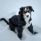 🔥 50% OFF! ✨ Adjustable Dog Boots with Straps – All-Season Paw Protection, Night-Vision Reflective Strips & Dual Sole Options – Secure Fit for Rough Terrain, Hot Pavement & Snow 🐾